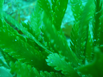 褐藻エキス